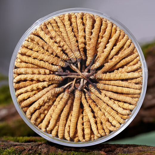 
4 Cordyceps sinensis roots/g 10g 40 high-altitude dry Cordyceps sinensis head period Cordyceps nourishing gift box