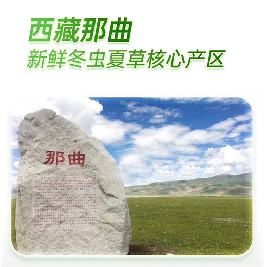 圣迪康藏2025年西藏那曲野生头茬新鲜冬虫夏草滋补品礼品 【顺丰空运】 0.8克/根  10根装