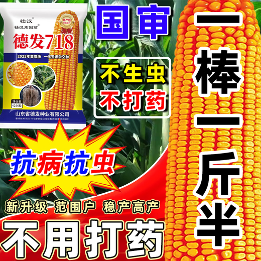 2025 New Corn Seed Collection, High Yield, Low Stem, Lodging Resistance, Academy of Agricultural Sciences, Disease Resistant Grain and Feed Dual-Purpose Bract Seeds, Defa 718 Original Factory