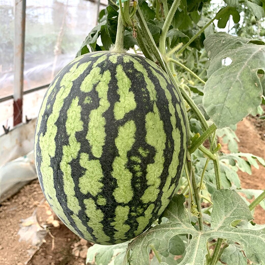Zhongke Maohua melon and fruit seeds Jinmei 4K watermelon seeds with flower skin, red flesh, oval skin, thin toughness, resistant to storage and transportation, easy to make fruit Jinmei 4K-100 capsules