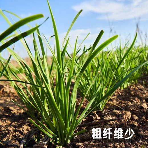 Fengming Yashi Shandong fine-leaf leek farmhouse old variety leek family balcony four-season vegetables small fine-leaf leek seeds 10g