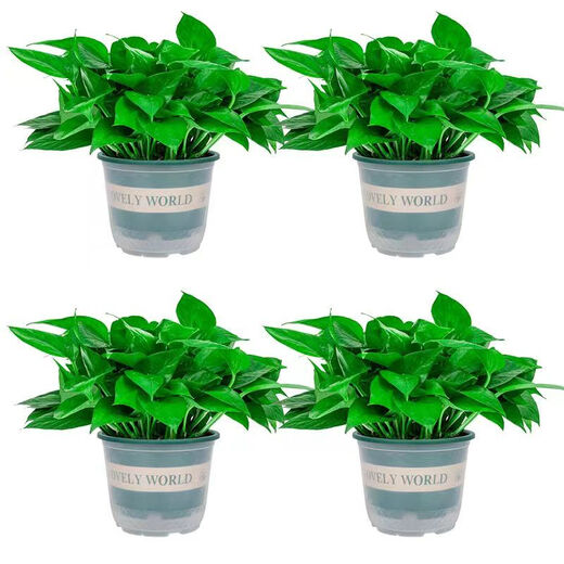 Xingxiang green radish potted hydroponic green plants for new houses, formaldehyde-removing plants, 180# gallon pots, 4 pots + water-absorbing pots, straight from the source