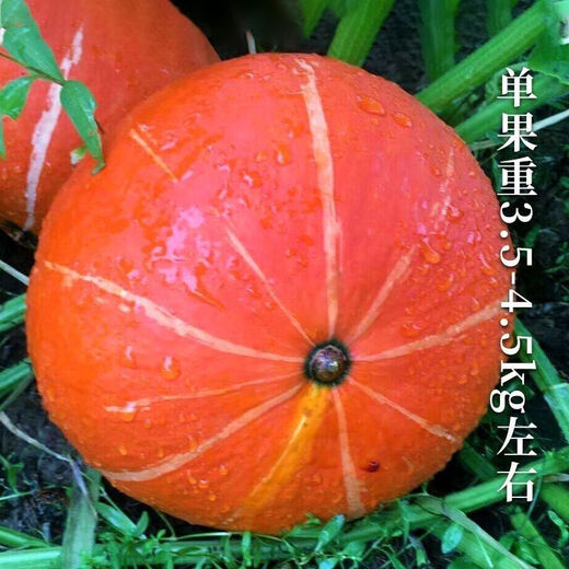 Original factory packaging Red Beibei Pumpkin Seeds New Variety Sweet Noodles and Waxy Japanese Chestnut Small Pumpkin Seeds Original factory packaging of about 15 seeds per pack Red Beibei Pumpkin