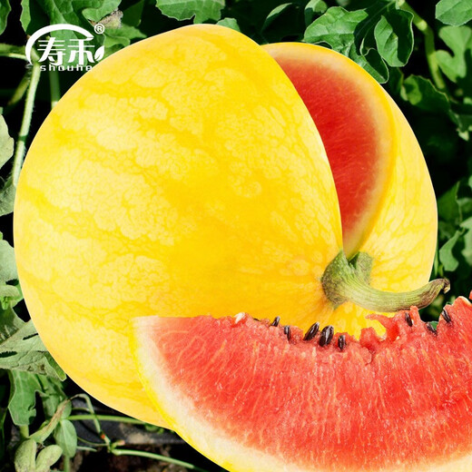 Shouhe yellow-skinned and red-flesh watermelon seeds for all seasons Jinlinglong yellow-skinned watermelon seeds 10 capsules 3 early maturing