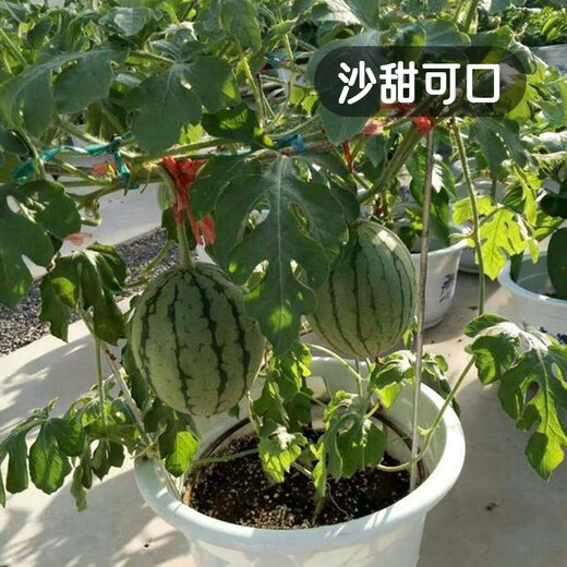 Fengming Yashi early-maturing small watermelon seeds thin skin few seeds yellow flesh watermelon fruit seeds four seasons little bee watermelon seeds 10 capsules