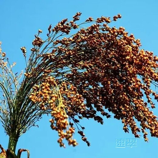 农之子（NONGZHIZI）酿酒红高粱种子南方北方贵州红缨子矮杆杂交12优2号高杆 笤帚高粱一号种子 50g/做扫把