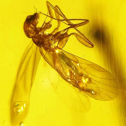 Xuanshi's new Burmese natural bee insect amber spider amber Cretaceous insect fossil paleontological specimen authentic 7.01 38*29*12mm 7.01g