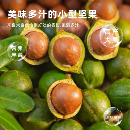桂热一号坚果苗澳洲夏威夷果正宗矮化嫁接苗庭院常绿树苗带土发货 695号坚果四年【带营养杯发货】 90cm(含)-99cm(含)