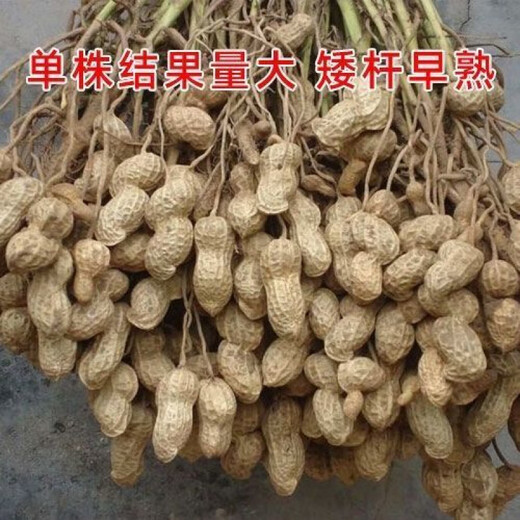 2024 New High Yield Peanut Seeds New Arrivals Peanut Seeds Peanut Original Seeds Academy of Agricultural Sciences Raw Peanuts Shelled Seeds High Yield Peanut Seeds 100% Original Seeds 1-1 In Shell Five Jin Jin is equal to 0.5 kg 2/500 g