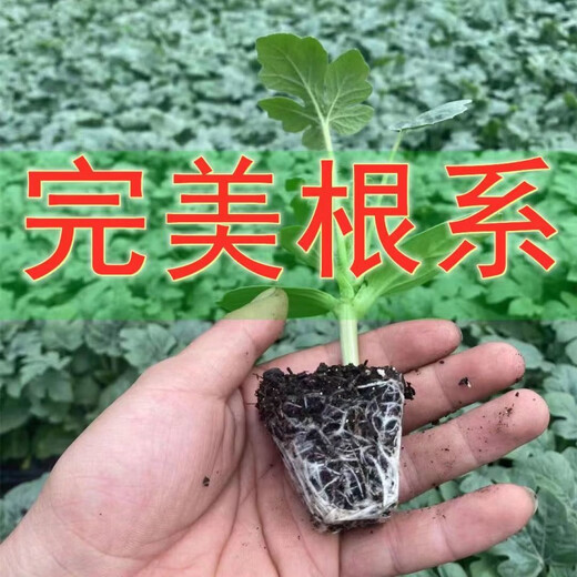 8424 Authentic Grafted Seedlings with Soil and Seedless Midu Kirin Early Mature Seedlings Watermelon Seedlings Xinong No. 8 Watermelon Seedlings Buy 10+10 Real Hair 20 Plants + Fertilizer