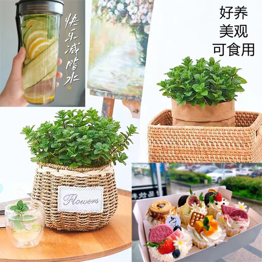 Flower List Mint Potted Flowers and Green Plants Edible Medium Pot of Mint + Medium Pot of Rosemary (Good Morning Pot) Straight from the Source