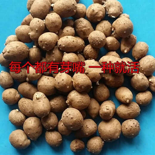 Authentic Iron Bar Yam Bean Seed Farmer Huaiyam Seedlings Yam Mouth Germinated Yam Bean Nursery Potted Plant Germination Grain (500) Authentic Iron Bar Yam Bean