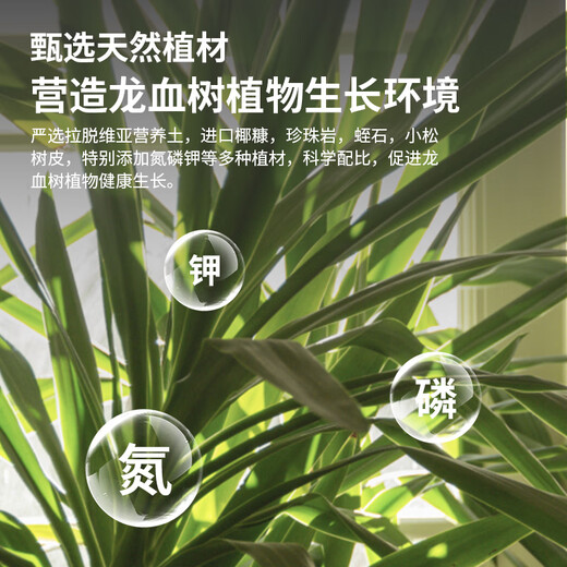 Shangyang dragon blood tree special nutrient soil 8L gardening vegetable and flower soil green plant planting granular soil organic soil