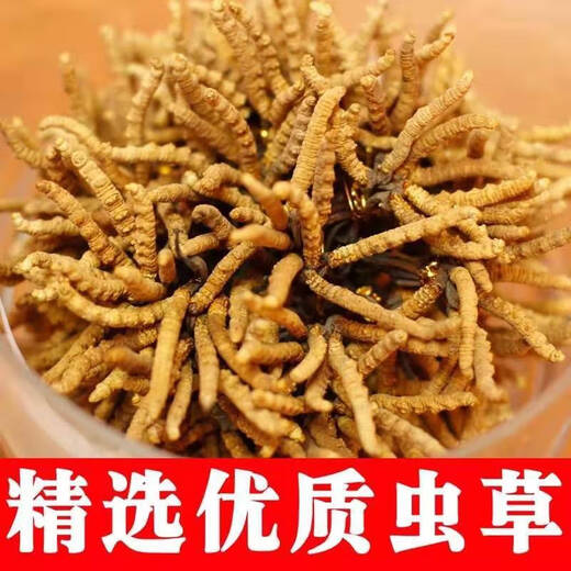 Guchengtang Authentique Cordyceps Dry Goods Dessons First Souchet Tibétain Tibétain Cordyceps Cordyceps séché 2 Racines / G 3 Racines / G 1 Ensemble de publication [3 Racines / G]