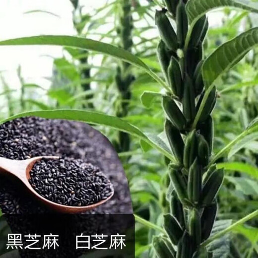New Academy of Agricultural Sciences Black Sesame Seeds White Sesame Seeds Overlord Whip Early Cooked Food Dual-Purpose High Oil Sesame Seeds Black Sesame Overlord Whip High Oil White Sesame Seeds 200 per bag 1 bag of selected original seeds