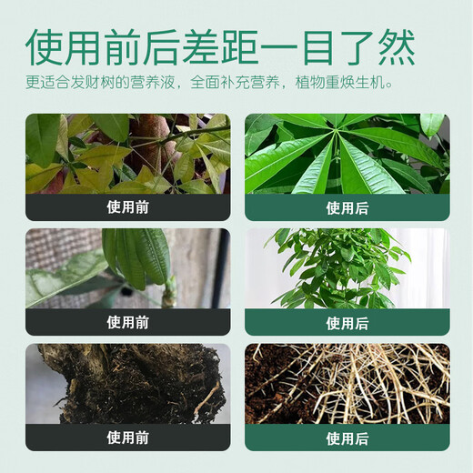 Stanley Money Tree Nutrient Solution Fertilizer Special Fertilizer to Prevent Yellow Leaves, Dead Leaves and Root Rot, General Purpose for Indoor Potted Plants 500ml