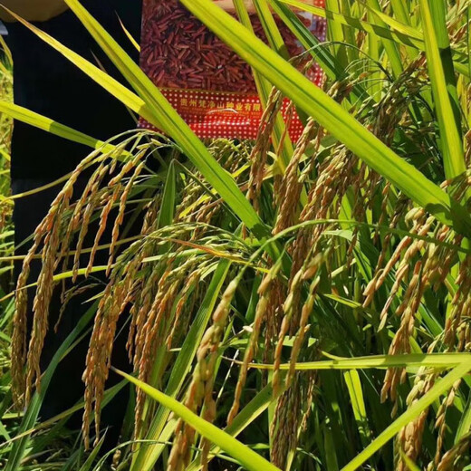 Guizhou Guihong No. 1 Fragrant Red Rice Rice Seed Rouge Rice Special Red Rice Seed Long Grain Red Indica Rice Early Fragrant Rice Red Rice Guihong No. 1 (500g) x 1 bag