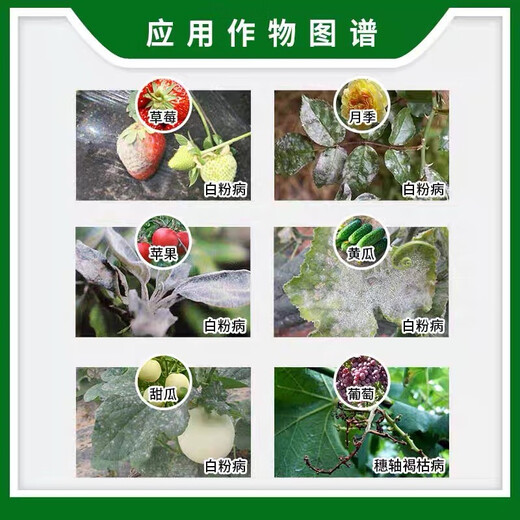 BASF Cuizenistrobin boscalid strawberry rose melon white powder grape brown blight pesticide fungicide 15ml