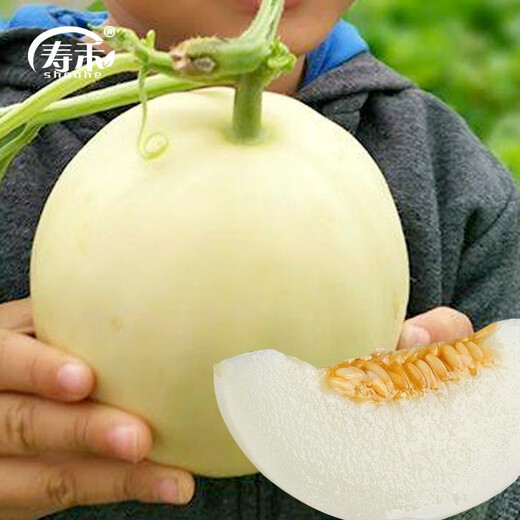 Shouhe white-skinned melon seeds, red-fleshed melons, white melons, new and old melon seeds, vegetable fields, Xue Naixiang No. 1 fragrant melon seeds, 400 capsules x 2 bags