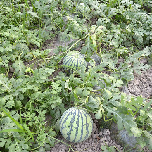 Zhongke Maohua vegetable and fruit seeds Xiyu Zaojia 8424 watermelon seeds Xinjiang 8424 Kirin watermelon seeds high purity Xiyu Zaojia 8424-1000 capsules/box