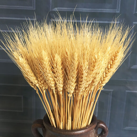 AIMAN natural wheat ears dried flower bouquet for new store opening barley gift living room pastoral decoration photography props 50 golden wheat ears