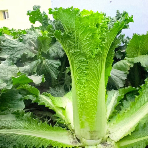 Shouhe Tianjin green hemp leaf Chinese cabbage seeds winter storage vegetable seeds field planting high stakes long summer and autumn green cabbage mussels Tianjin Green 60 cabbage seeds 15gx5 bags