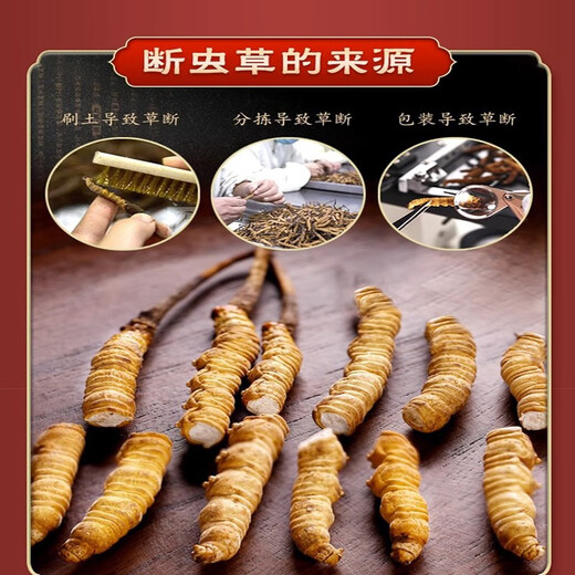 Cordyceps sinensis broken grass (10% for fake ones) Cordyceps sinensis broken grass soaked in wine, cordyceps sinensis supplement nutrition, Tibet Nagqu big broken grass meat festival 5g trial