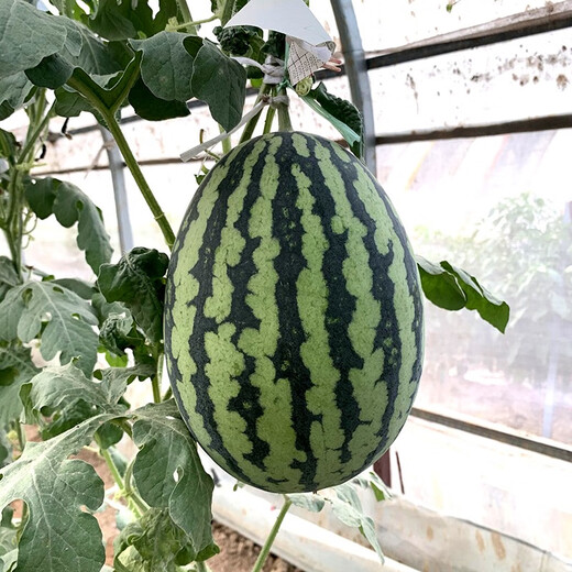 Zhongke Maohua melon and fruit seeds Jinmei 4K watermelon seeds with flower skin, red flesh, oval skin, thin toughness, resistant to storage and transportation, easy to make fruit Jinmei 4K-100 capsules
