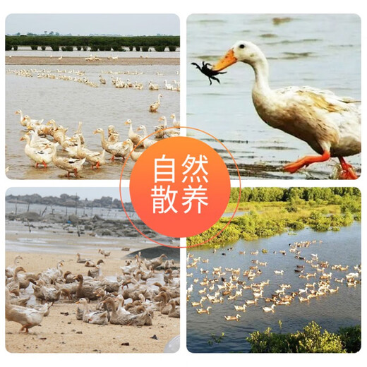 Hombre de pato de mar huevos de pato salado 20 piezas 1480 g Caja de regalo Guangxi Caja de regalo de huevo de pato especial