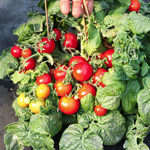 Beishu dwarf tomato seed seedlings vegetable red pearl small tomato seeds dwarf potted red tomato seeds 50 capsules