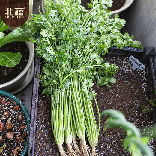 Northern vegetable coriander seed seedlings old varieties four-season potted large-leaf coriander balcony rapeseed large-leaf coriander seed 600 capsules