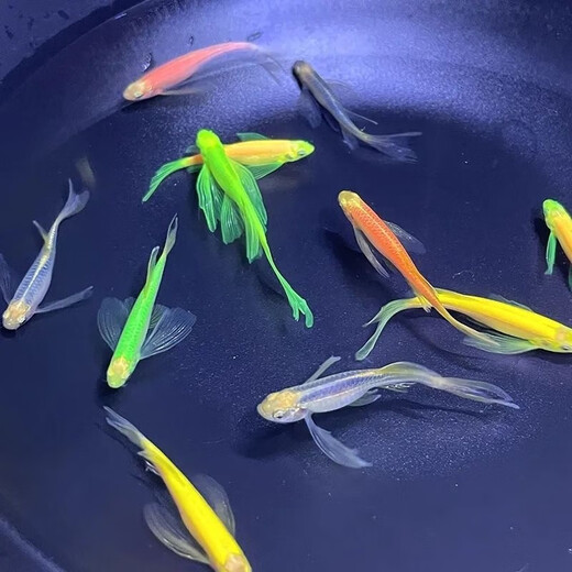 Butterfly wing zebrafish long tail long fin ornamental fish cold water small freshwater goldfish live easy to raise freshwater ornamental fish small random 2-3 cm 2 pieces