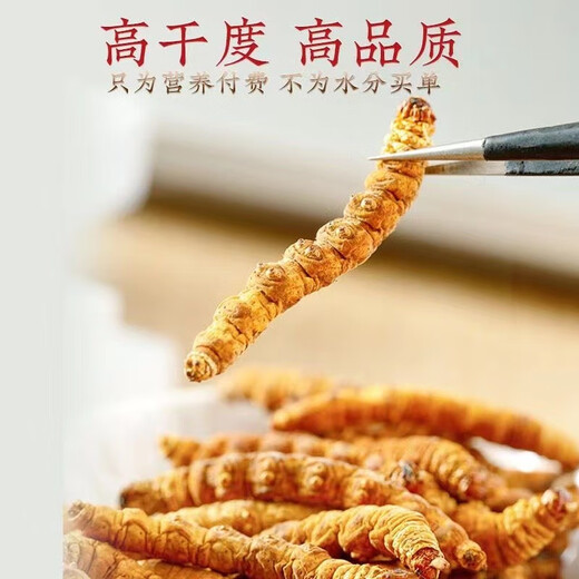 Cordyceps sinensis gebrochenes Gras hohe Höhe feine Cordyceps sinensis cordyceps sinensis cordyceps cordyceps nahrhaft und gesundheitsfördernd. Kaufen Sie immer mehr. Ganzi Big Broken Gras 10 Gramm Pack (1 Gramm kostenlos 11 Gramm)