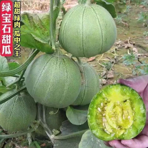Emerald melon seeds thin-skinned super sweet cantaloupe seeds spring green-skinned four-season crisp melon early-maturing cantaloupe seeds original 3 packs of about 180 capsules
