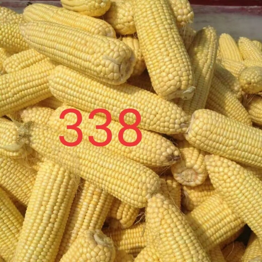 Waxy corn seeds Northeast old variety yellow sticky corn seeds - Kennian No. 1 sweet and soft waxy grains with large skin and thin skin sweet and glutinous 338 original factory original 100 grams