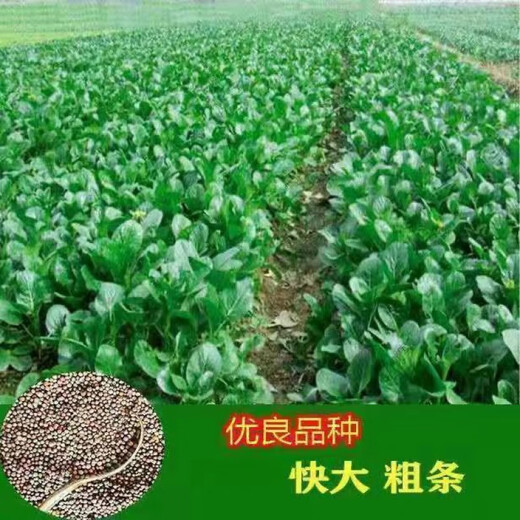 60-day oily green beetroot seeds, early maturing and high temperature resistant, spring and autumn four-season super beet moss seeds, farm vegetable seeds, 60-day oily green beetroot seeds, original packaging 2 packs