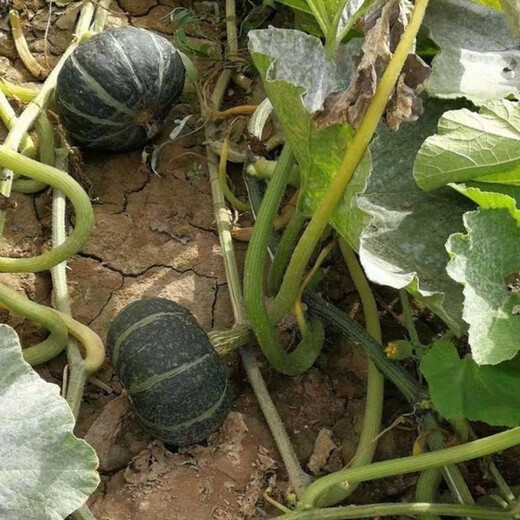 Green Beibei pumpkin seeds crawling all over the ground are easy to plant without scaffolding. Sweet chestnut flavor and stable yield pumpkin seeds are sown in all seasons. Green Beibei pumpkin seeds, original 28 capsules.