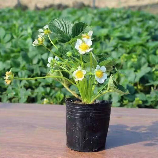 Strawberry seedlings shipped from the original soil, blooming and big fruit for four seasons, cream strawberry seedlings wholesale, fruit plug seedlings for the current year, 6 cream strawberries, shipped from the original soil + fertilizer