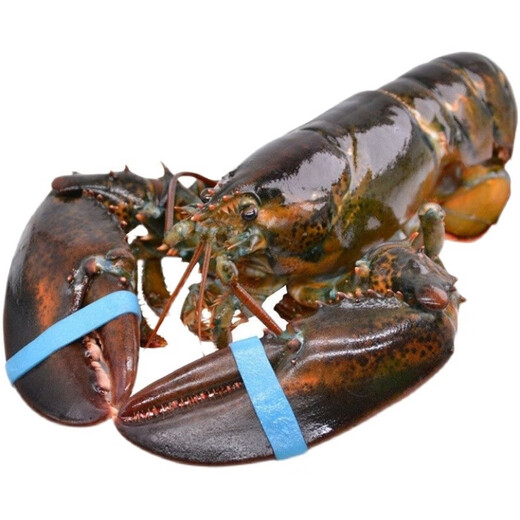 YOUDAO extra large Boston lobster fresh frozen imported Canadian lobster non-live seafood gift box 500-600g