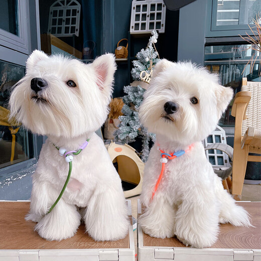 Ycqpet competition grade P rope dog leash, medium and large dog training dog rope, small dog P chain, explosion-proof dog walking rope Y04 Orange