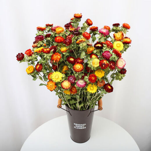 AIMAN natural chrysanthemum dried flowers real flowers air-dried ins Internet celebrity flower decoration ornaments literary flower arrangement Nordic decoration violet light blue 10 pieces