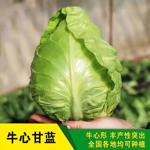 Chunfeng Extra Large Beef Heart Cabbage Seeds Cabbage Seeds Lotus White Cabbage Cold-resistant Spring and Autumn Four Seasons Vegetable Seeds Company Original Approximately 285 capsules per bag