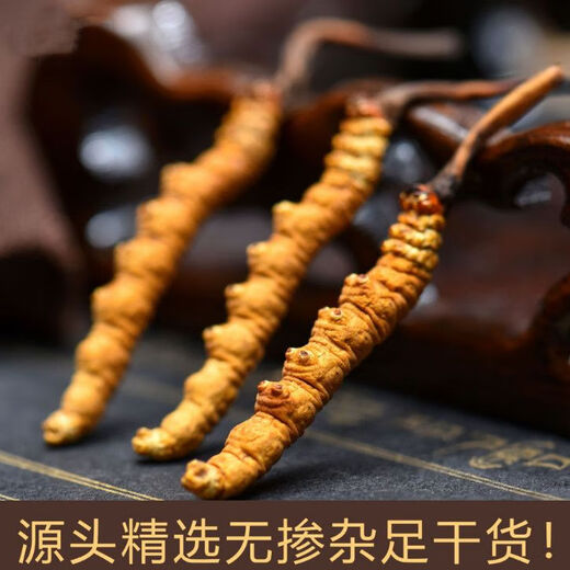 
Beijing Tongrentang same quality 2024 first-year Cordyceps sinensis 10 gift boxes for broken Cordyceps whole dry goods SF Express 2 fine pieces/gram 10 total 5 grams [Caote]