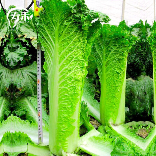 Shouhe Tianjin green hemp leaf Chinese cabbage seeds winter storage vegetable seeds field planting high stakes long summer and autumn green cabbage mussels Tianjin Green 60 cabbage seeds 15gx5 bags