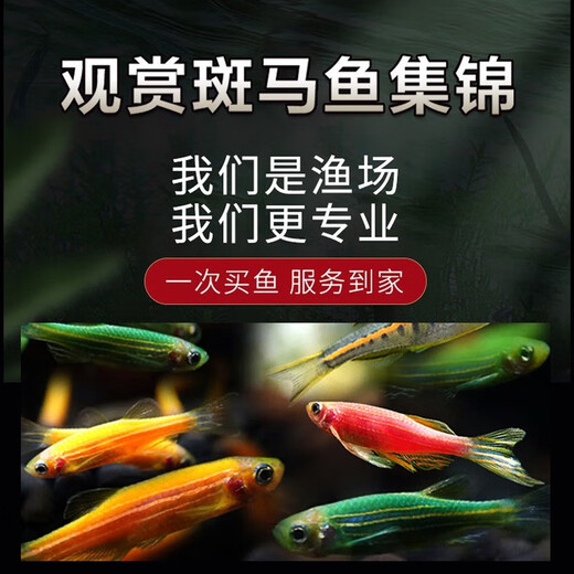 Yunfeng Hairui tropical fish Ornamental fish Small ornamental fish Zebrafish Live Tropical fish Live Small fish Live fish 10 red zebrafish