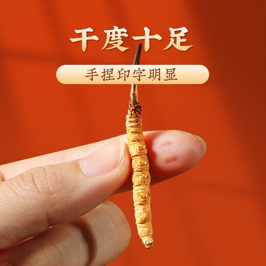 
San Dikang Tsang Cordyceps sinensis New dried Cordyceps nourishing gifts gifts gifts for elders Nutritional products 4 sticks/g 10 grams 40 sticks gift boxes