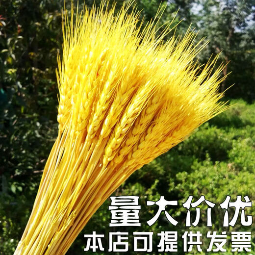 AIMAN natural wheat ears dried flower bouquet for new store opening barley gift living room pastoral decoration photography props 50 golden wheat ears
