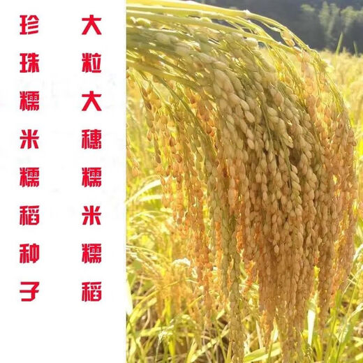 Гуйчжоу Тайхэ Сяннуо/Хуинуо 330/Цяннуою 88 семена ароматного клейкого риса, семена клейкого риса с короткими зернами, круглые, Цяннуою 88, одна упаковка (длинный клейкий рис 200 г) гибрид