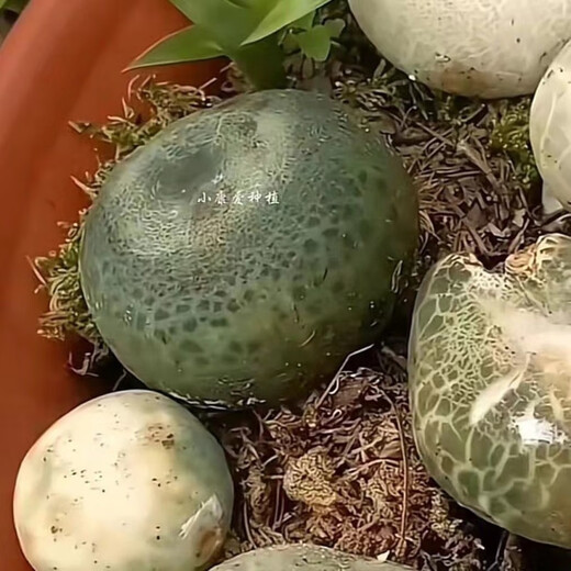 野生青头菌菌种种植绿胎菌菌种食用菌蘑菇种植包室内阳台盆景山林 野生青头菌种【不分季节种植】 1389粒【出1000个菌】送种植说明