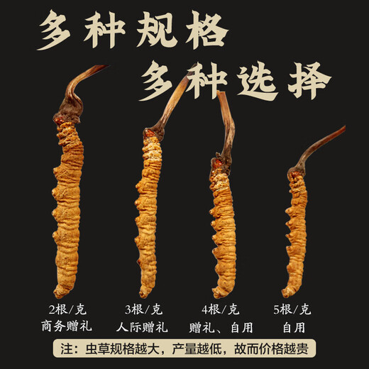 冬虫夏草 藏区雪域虫草3根一克干货冬虫草送礼佳品 50根 礼盒装
